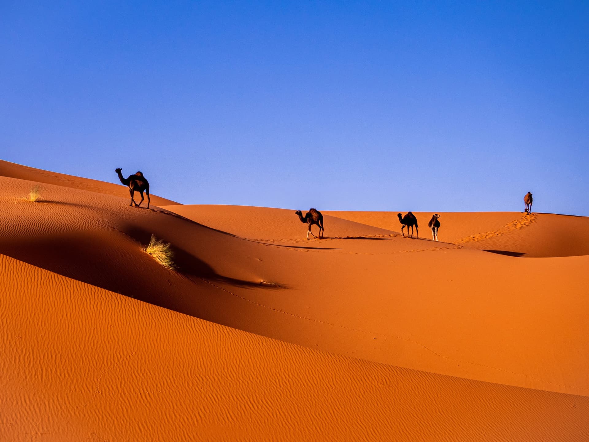 Quando andare nel Sahara marocchino (mese per mese)