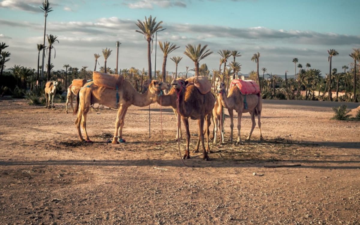 Palmeraie Camel Ride